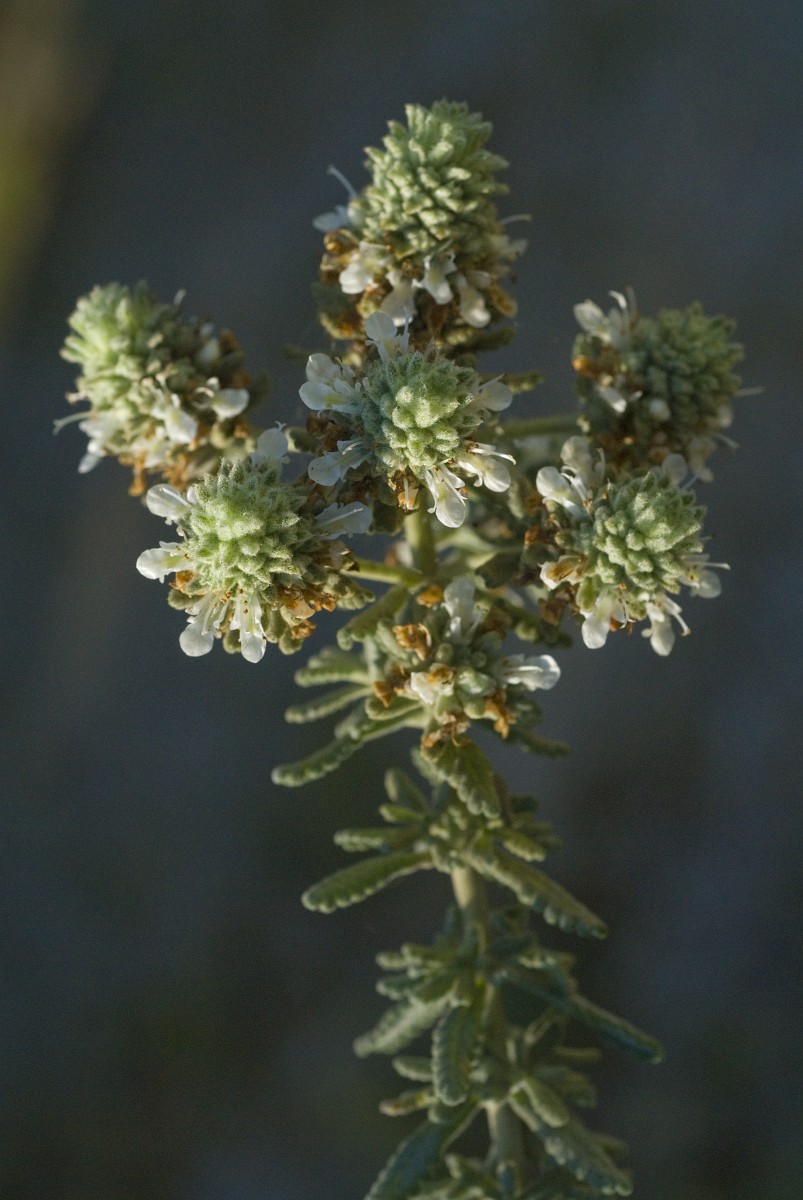 Teucrium polium